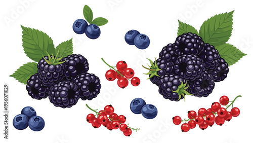 Collection of fresh organic berries including blackberries blueberries and red currants with green leaves for healthy food concepts.