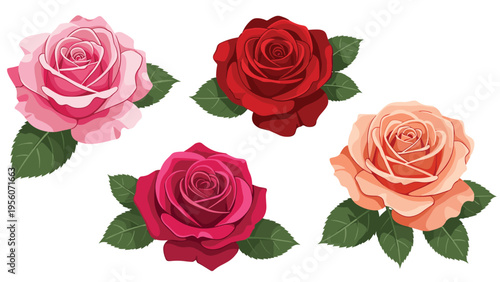 Beautiful collection of blooming roses in pink red magenta and peach colors with green leaves for floral arrangements and romantic gifts.