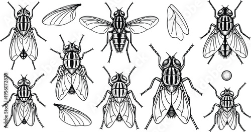 Fly Insect Outline Collection with Detailed Housefly Anatomy Wings and Body Parts for Entomology Biology Study Vector Illustration Set