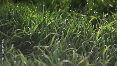 Lush green grass with dew drops. Spring forbs