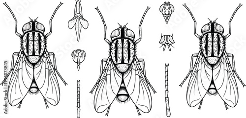 Housefly Anatomy Detailed Outline Set with Symmetrical Insect Body Parts Wings Antennae and Scientific Entomology Illustration Vector Collection