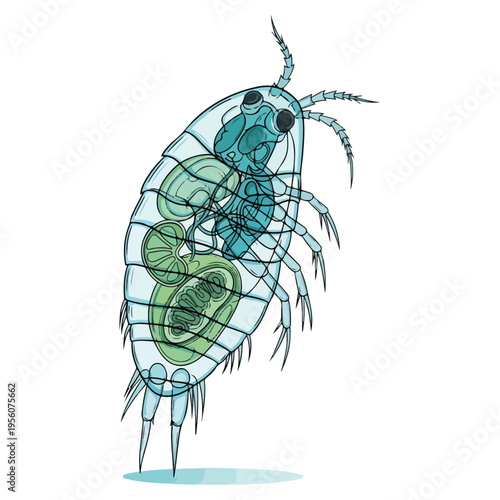 copepod marine plankton anatomical diagram vector illustration