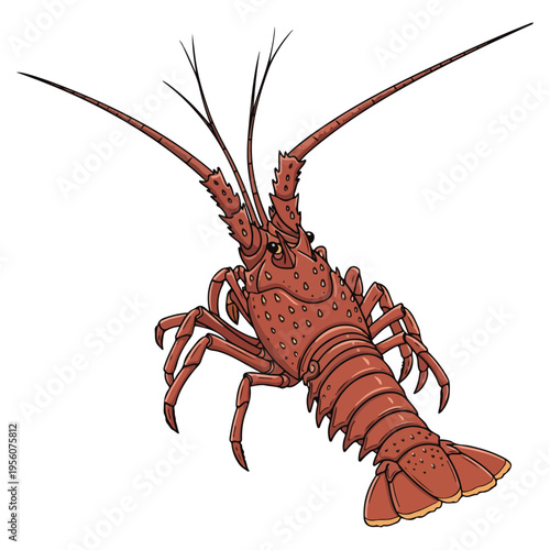 Detailed Spiny Lobster Hand Drawn Vector Illustration