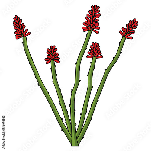 red hot poker torch lily flat vector illustration