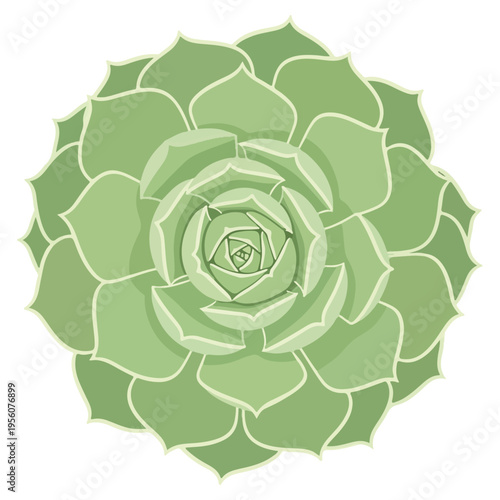 sage green echeveria succulent flat vector illustration