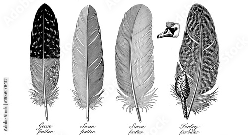 Detailed Scientific Illustrations of Various Bird Feathers Including Goose, Swan, and Turkey Species with a Swan Head Drawing