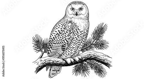 Detailed Black and White Line Art Illustration of a Majestic Snowy Owl Perched on a Pine Branch