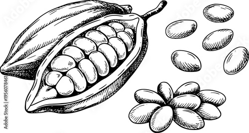Hand Drawn Cocoa Pod Cut Open Showing Beans and Scattered Cacao Beans Isolated fruit