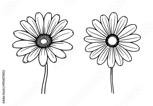 Daisy flower set with simple outline featuring petals, center, botanical illustration with line art and minimalism, soft contour and subtle shading