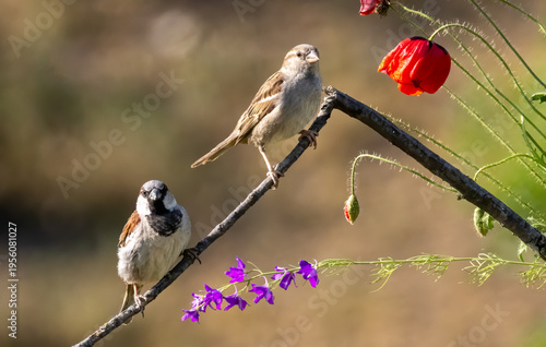 Photos House sparrow (Passer domesticus) in a natural habitat