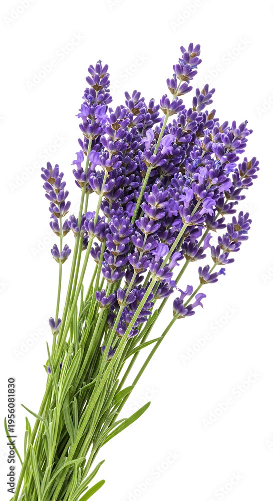 Fototapeta premium Fresh Purple Lavender Flowers Bouquet Isolated on Transparent Background