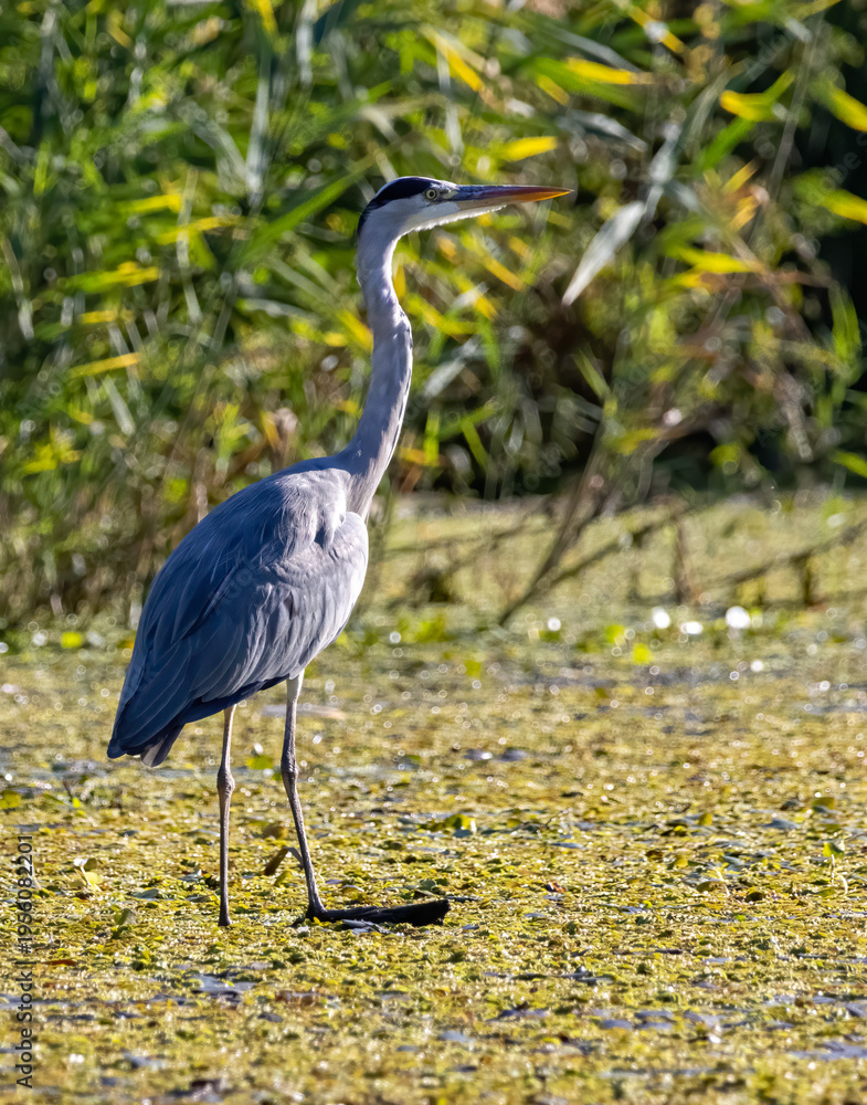 Fototapeta premium Grey Heron (Ardea cinerea) in natural habitat