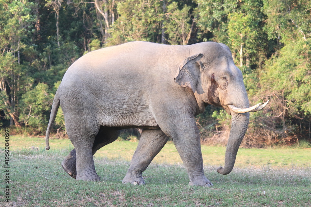 Obraz premium Majestic Tusker: Dominant Male Elephant in the Wild