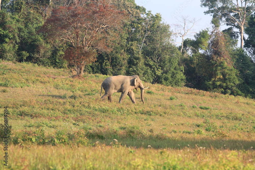 Fototapeta premium Majestic Tusker: Dominant Male Elephant in the Wild
