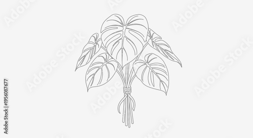 Monstera deliciosa plant with leaves.