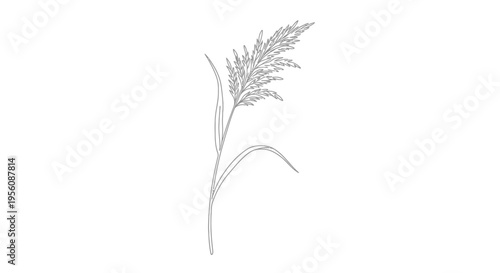 Single wheat stalk plant closeup.