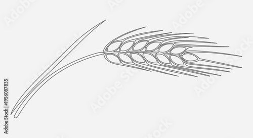 Wheat grain ear agriculture cereal crop.