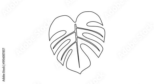 Monstera leaf outline drawing illustration.