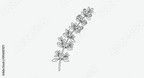 Detailed illustration of lavender flower.
