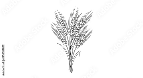 Wheat ears agriculture farm crop.