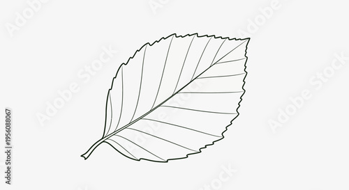 Detailed drawing of a single leaf.