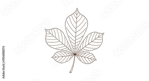 Detailed illustration of a maple leaf.