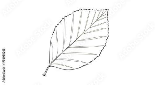 Detailed drawing of a single leaf.