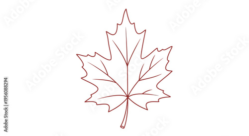 Detailed drawing of a maple leaf.