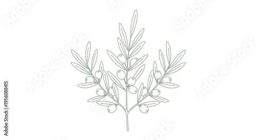 Olive branch with leaves and berries.