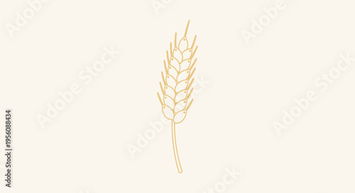 Golden wheat grain ear plant.