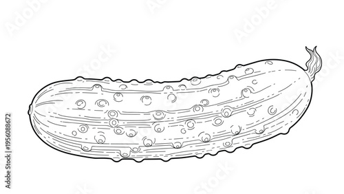 Detailed black and white line drawing of a bumpy garden cucumber is shown horizontally against a clean white background for food themes.