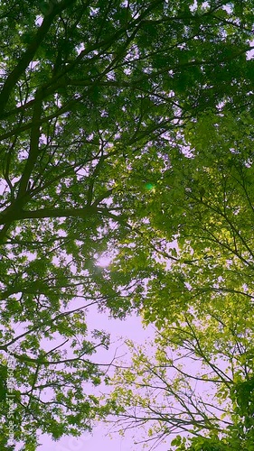 mesmerizing 4K vertical video capturing golden rays sun breaking through lush crowns towering oak pine trees creating beautiful glare patterns through dense green foliage set clear blue summer sky