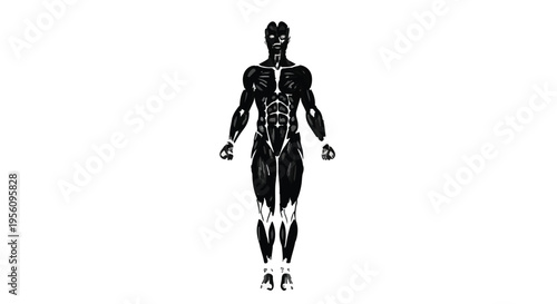 Black human body anatomy illustration with visible skeleton and muscles in full body pose on white background for medical or educational use