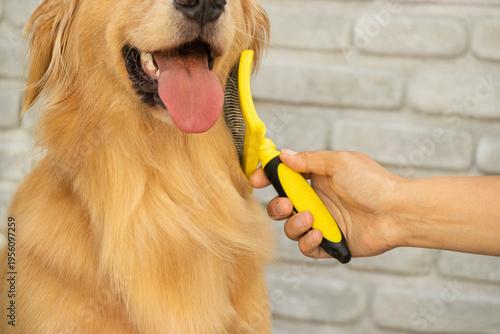 Owner brushing golden retriever dog with yellow slicker brush