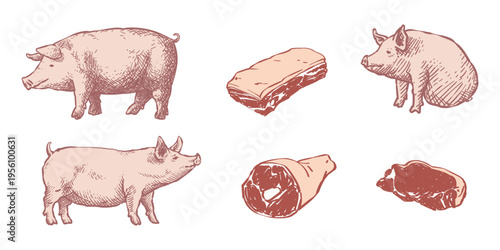 Vintage hand-drawn sketches of pigs and pork meat cuts. Ideal for traditional butcher shop branding, farm-to-table restaurant menus, organic livestock farming logos, and grocery packaging.