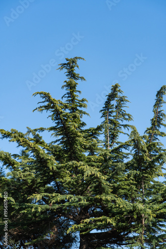 Canvas Print Tall evergreen tree Himalayan Cedar, Cedrus Deodara  with dense green foliage reach upward against clear, bright blue sky