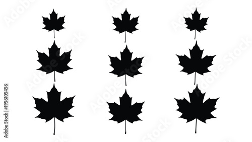 Collection of black maple leaves on white background