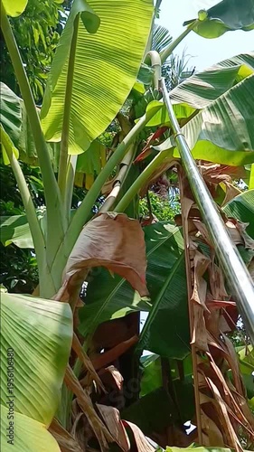 Farmer is Using A Banana Cutter