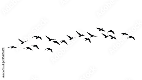 A flock of birds flying in formation against a white background