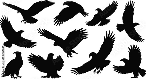 Set of eagle silhouettes in flying and landing poses, black bird of prey shapes isolated on white background, wildlife collection for design, illustration, and creative projects