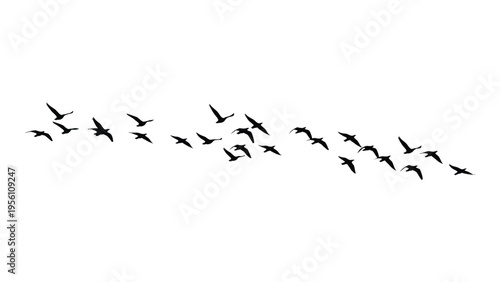 A flock of birds flying in a v formation