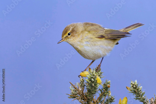 Chiffchaff perched on a flower with blue background