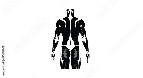 Anatomical human body muscles illustration, male muscular system diagram, medical education chart, healthcare concept, anatomy study aid, fitness training guide