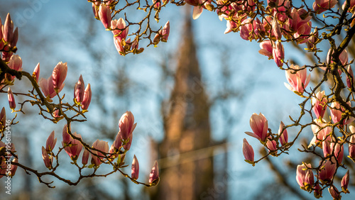 Beautiful spring composition with pink magnolias flowers in Strasbourg in France on march 20th 2026