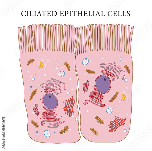 Ciliated epithelial cell