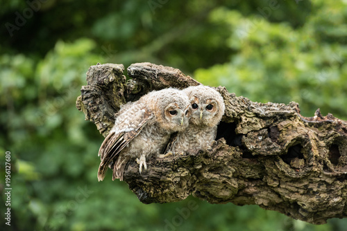 Photos Two young tawny owls huddle together in a hollow log, their fluffy down and large eyes characteristic of owlets learning to survive in the wild