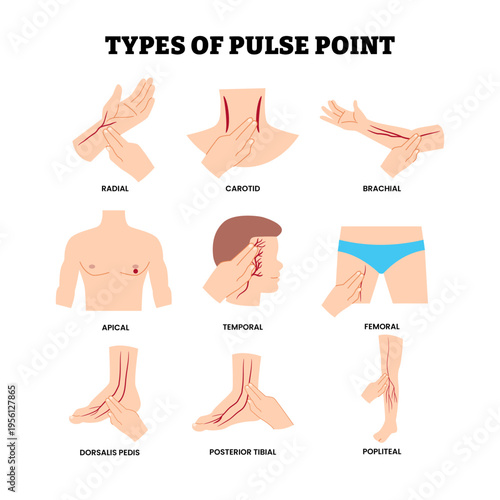 Different types of pulse point location. Labeled radial, carotid, brachial, apical, temporal, femoral, dorsalis pedis, posterior tibial, popliteal. Artery area heart beat. Assessing Peripheral Pulses