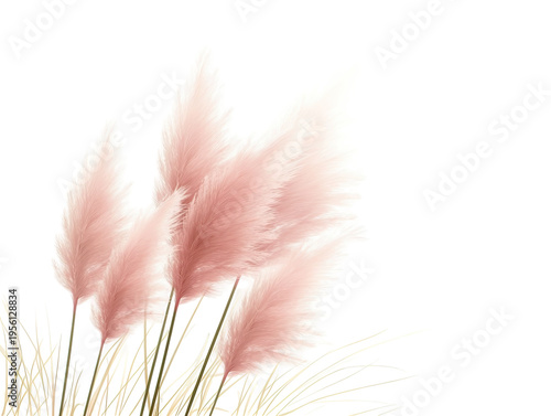 A beautiful pink feather grass on transparent background