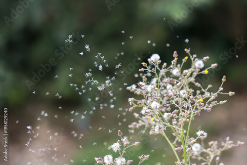 Delicate white wild flower seed blowing in wind, peaceful moment of nature dispersal. Tiny seeds floating gracefully against soft green background