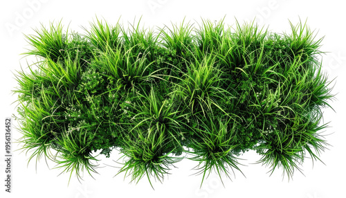 Overhead view of dense, vibrant green foliage against a black backdrop